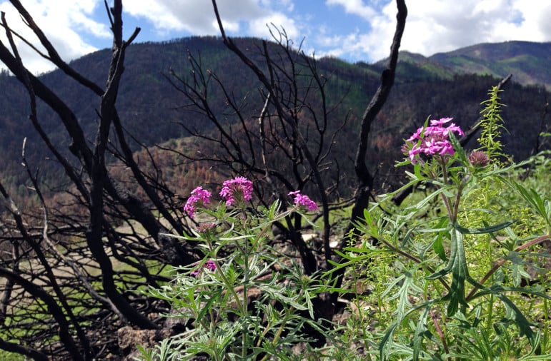 New life began sprouting soon after the Silver Fire. This photo was taken in the fall of 2013 along Highway 152 west of Kingston. (Heath Haussamen)