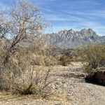 The Organ Mountains rise over a very dry patch of desert.