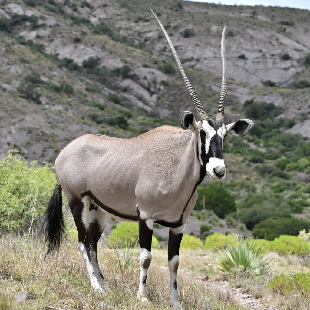 An oryx on the Achenbach Canyon trail in the Organ Mountains.