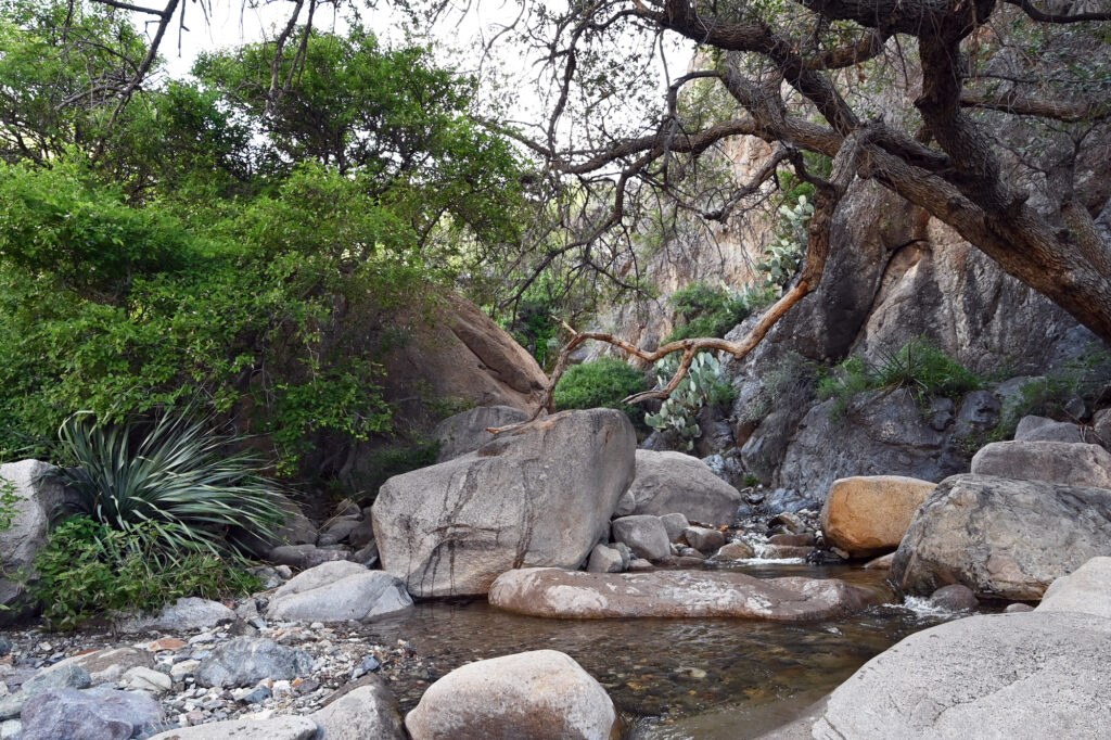 A pool of water in Fillmore Canyon in the Organ Mountains during monsoon season in 2021.