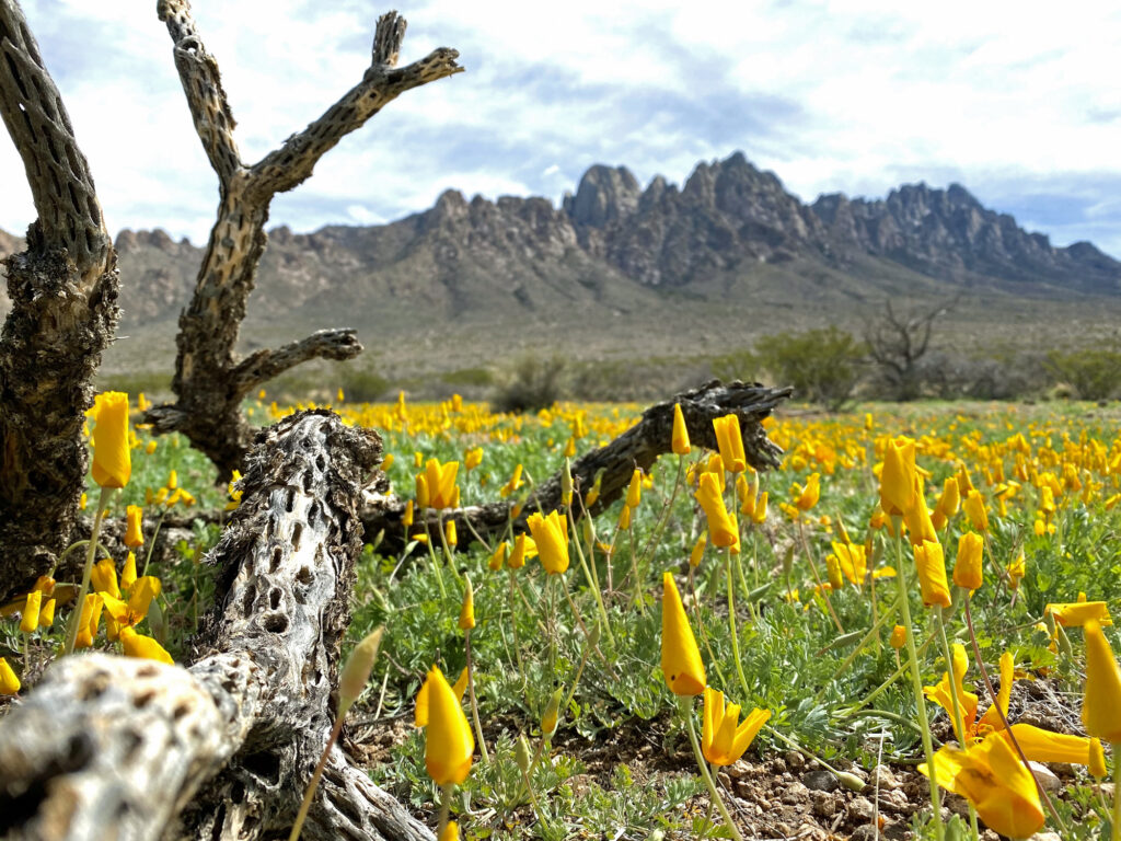 A field of poppies at the base of the Organ Mountains.