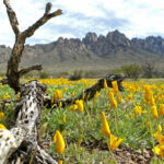 A field of poppies at the base of the Organ Mountains.