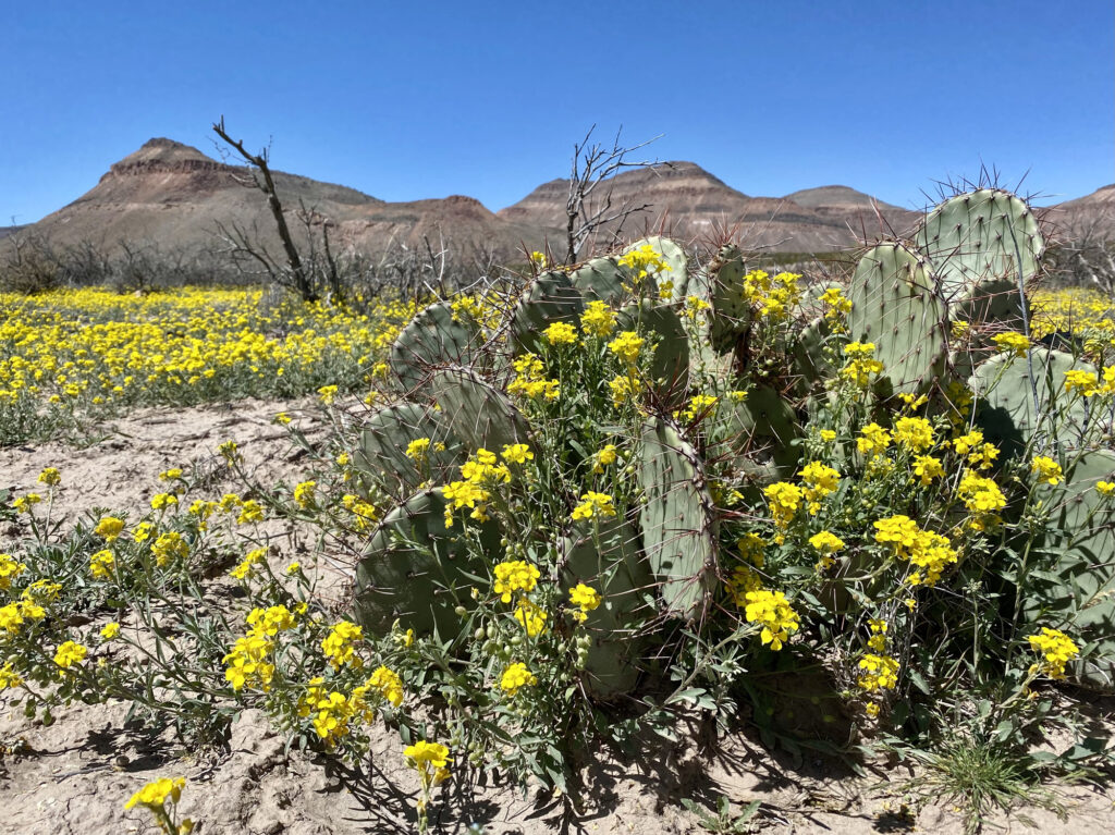 A scene from the hills west of Las Cruces in the Organ Mountains-Desert Peaks National Monument.