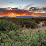 The sun rising above the sand dunes and mesquite during our oryx hunt last October.